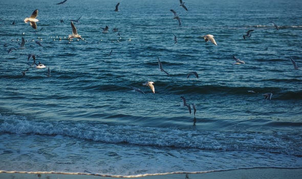 Flock of white seagulls over the sea. Seabirds fly in the air. photo