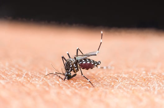 Mosquito sucking blood on human skin. photo