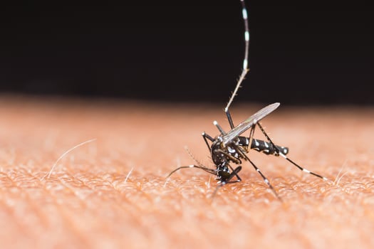 Mosquito sucking blood on human skin. photo