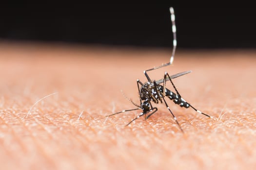 Mosquito sucking blood on human skin. photo