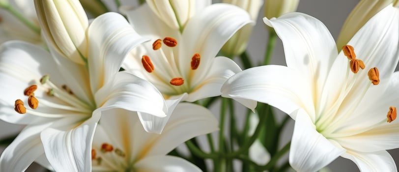 White Lilies Close Up photo