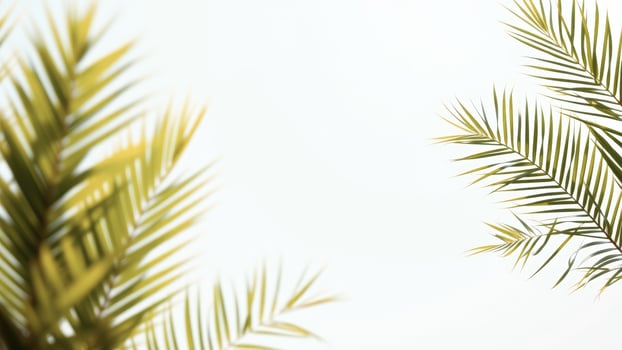 Tropical Palm Leaf Frame On White Background photo