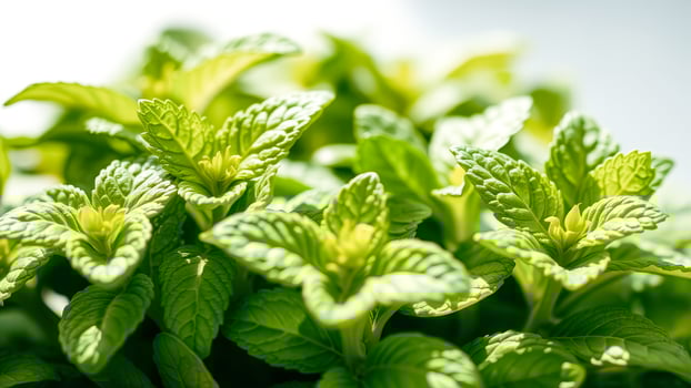 Fresh Green Mint Leaves photo