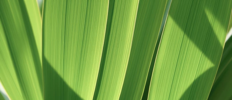 Lush Green Leaf Texture photo