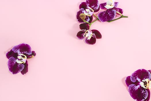 Purple orchids with greens on a pink background. Space for text. photo