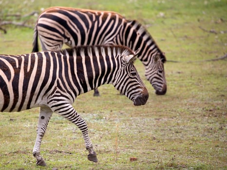 Zebra in the run photo