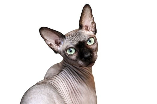 Sphynx cat with green eyes portrait isolated on white background photo