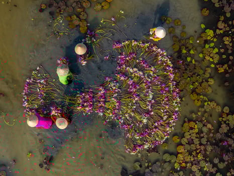Aerial view of rural women in Moc Hoa district, Long An province, Mekong Delta are harvesting water lilies. Water lily is a traditional dish here photo