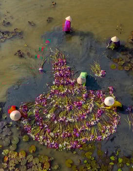 Aerial view of rural women in Moc Hoa district, Long An province, Mekong Delta are harvesting water lilies. Water lily is a traditional dish here photo