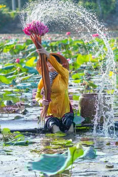 view of rural Vietnamese girl in Moc Hoa district, Long An province, Mekong Delta are harvesting water lilies. Water lily is a traditional dish here. photo