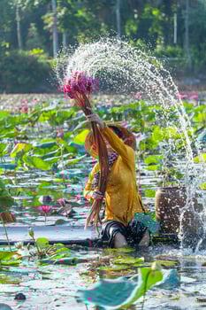 view of rural Vietnamese girl in Moc Hoa district, Long An province, Mekong Delta are harvesting water lilies. Water lily is a traditional dish here. photo