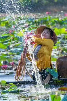 view of rural Vietnamese girl in Moc Hoa district, Long An province, Mekong Delta are harvesting water lilies. Water lily is a traditional dish here. photo