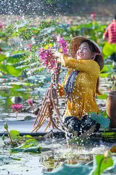 view of rural Vietnamese girl in Moc Hoa district, Long An province, Mekong Delta are harvesting water lilies. Water lily is a traditional dish here. photo
