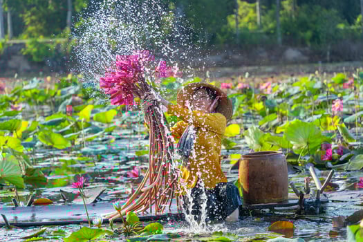 view of rural Vietnamese girl in Moc Hoa district, Long An province, Mekong Delta are harvesting water lilies. Water lily is a traditional dish here. photo