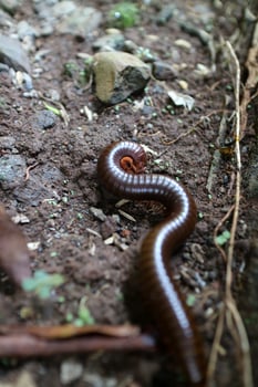 Millipede animals with shiny body colors are on dry land photo