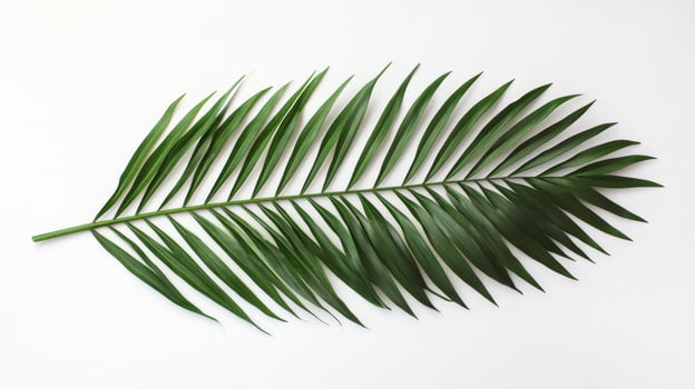 A green palm leaf arranged on a white background, showcasing its natural beauty. photo
