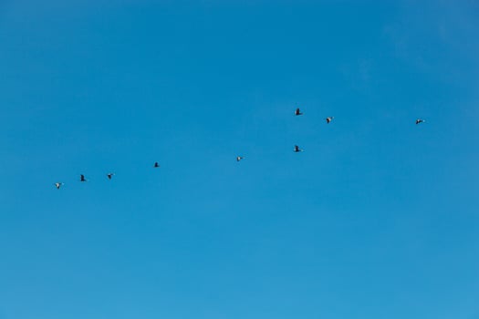 a flock of birds flying in the blue sky photo