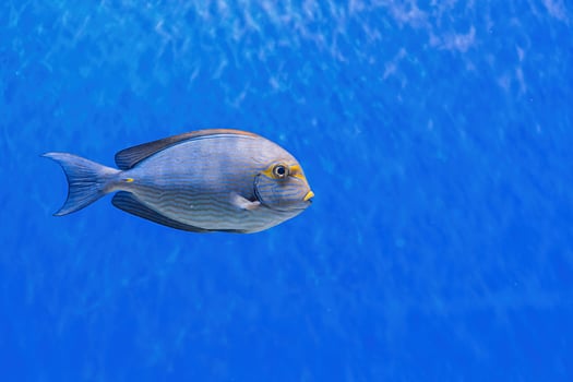 Underwater shot of fish Acanthurus mata photo