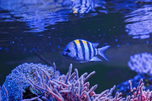 Underwater shot of fish Abudefduf saxatilis photo