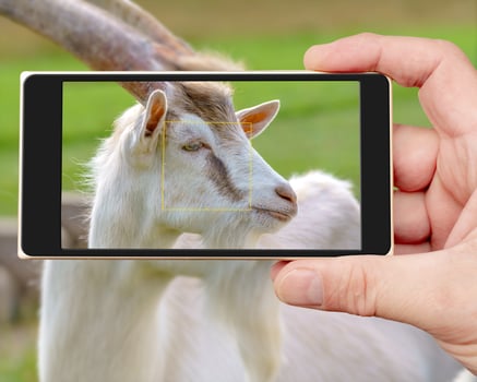 Beautiful white goat. Home pet on the farm. photo