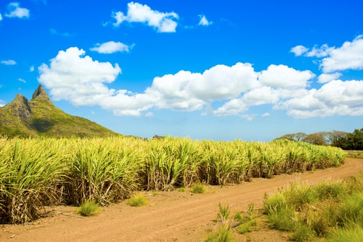 Tropical landscape of sugar cane plantations on the island of Mauritius photo