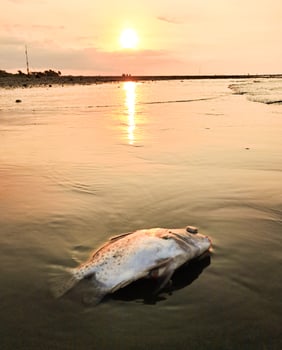 The boat is parked at the edge of the beach photo