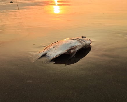 The boat is parked at the edge of the beach photo