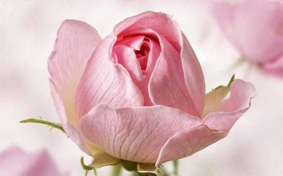 Single Pink Rosebud in Early Bloom for a Romantic Valentine Background photo