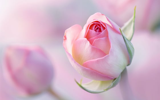 Single Pink Rosebud in Early Bloom for a Romantic Valentine Background photo