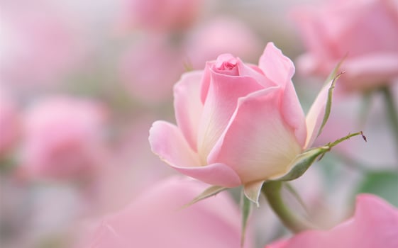 Single Pink Rosebud in Early Bloom for a Romantic Valentine Background photo