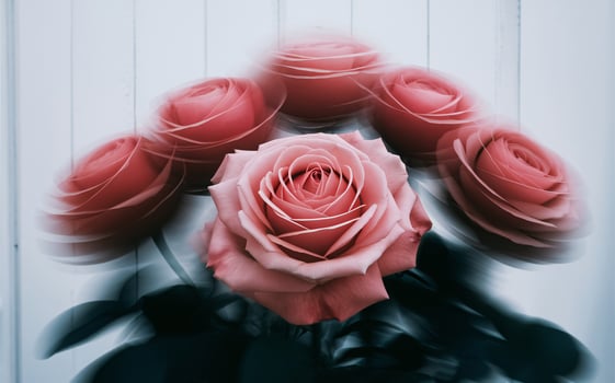 Time-Lapse Blooming Rose with Motion Blur for a Dynamic Valentine Background photo