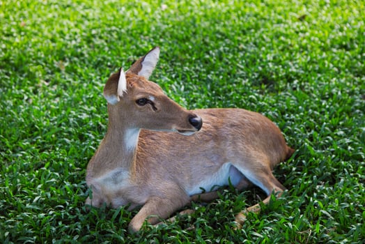 Roe deer on the green grass photo