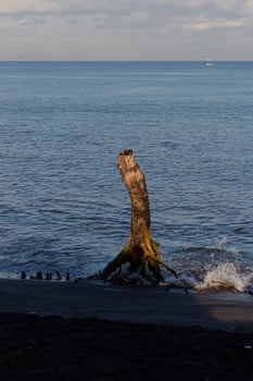 dead tree blown by waves on the beach photo