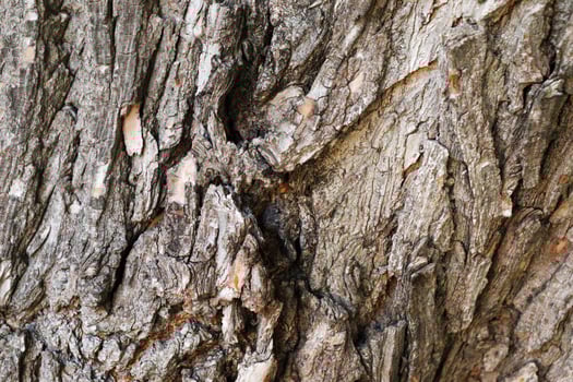 Bark on tree photo