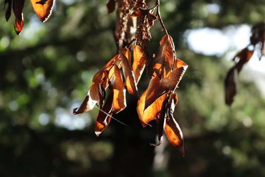 leaves hanging from a tree photo