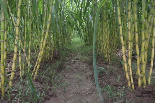 sugarcane plant on farm for harvest photo