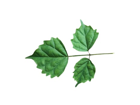 Green leaves isolated on white background. Clipping path included for easy editing. photo