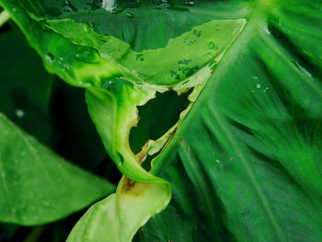 closeup photo of green taro leaves colocasia esculenta which can be used as a background