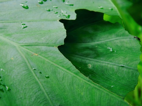 closeup photo of green taro leaves colocasia esculenta which can be used as a background
