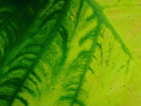 closeup photo of green taro leaves colocasia esculenta which can be used as a background