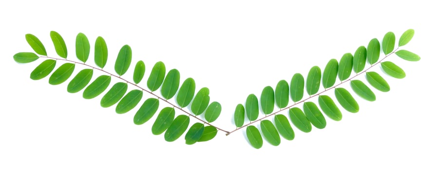 Symmetrical Arrangement of Fresh Green Leaves on White Background for Nature and Botanical Themes photo