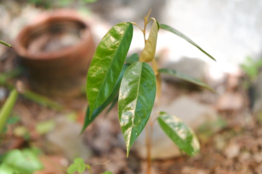 Close-up photo of durian seedlings growing in the ground