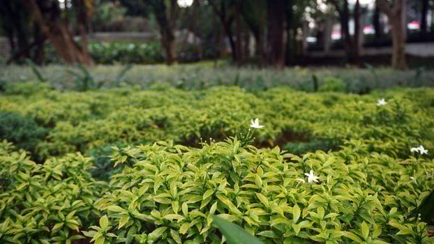Green yellow leaves plant with white flower in the garden. Natural background. photo