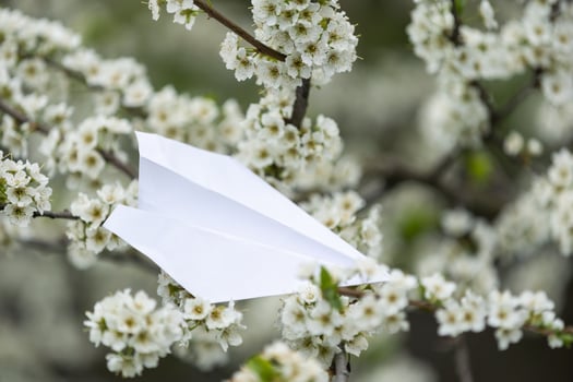 Peach blossom on white background and paper plane photo