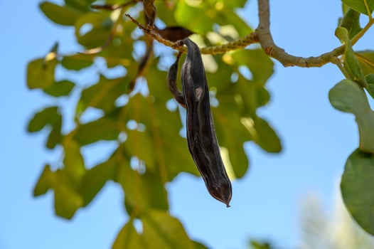 Carob tree , fresh carob berries carob healthy food, Ceratonia siliqua photo
