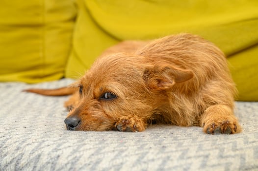 Sad red-haired dog close-up photo