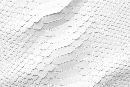 white background from natural serpentine leather. python skin photo