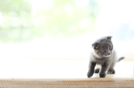 Little grey cat on wooden background photo