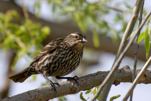 Perched Poise The Sparrow's Serenity on a Majestic Branch photo