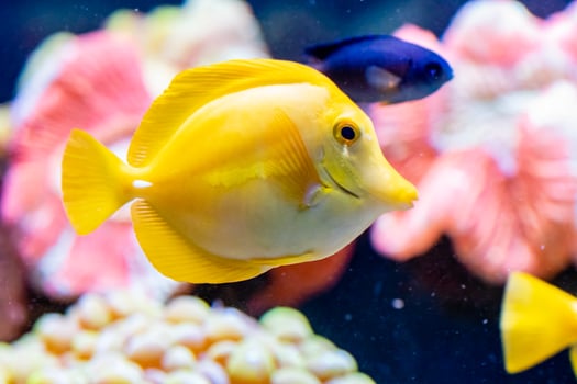 zebrasoma, yellow sailing fish photo